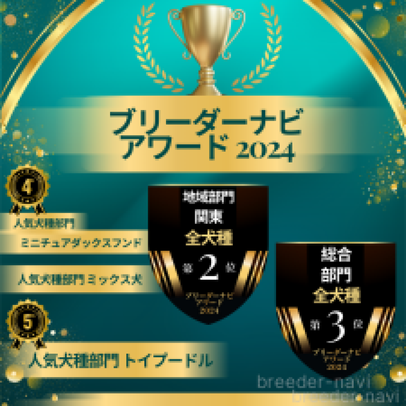 販売中の神奈川県のトイプードル-444861の4枚目