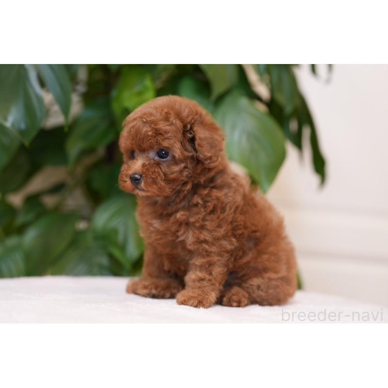 販売中の群馬県のタイニープードル-444860の5枚目