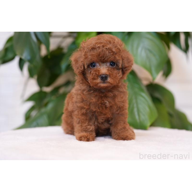 販売中の群馬県のタイニープードル-444860の2枚目