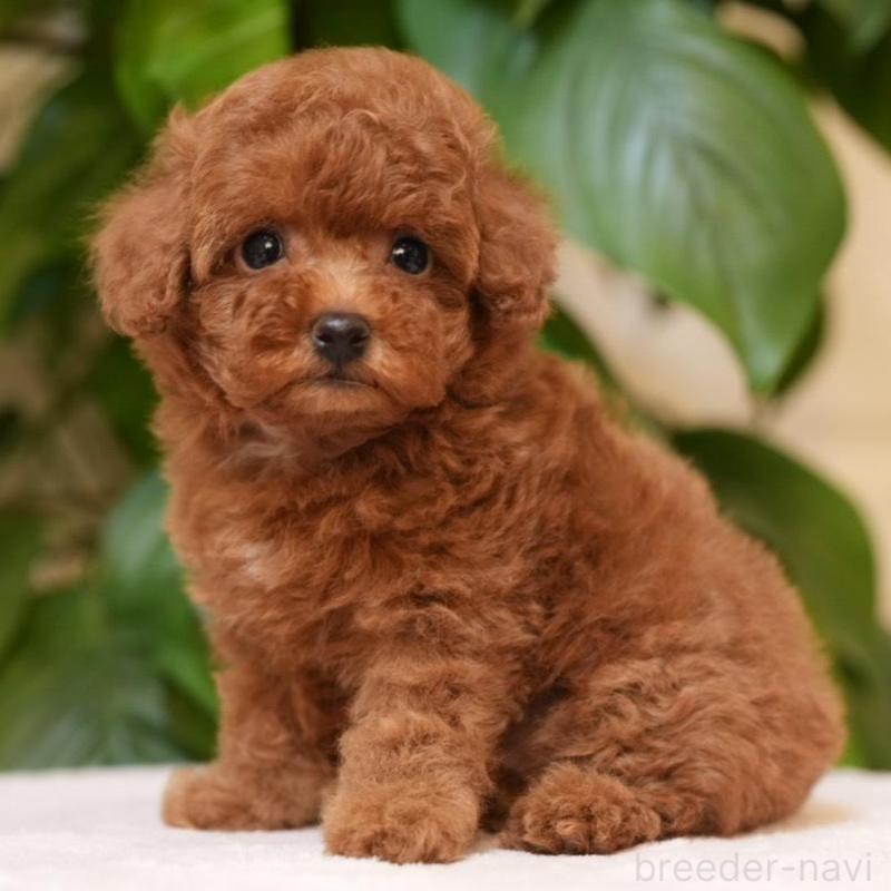 販売中の群馬県のタイニープードル-444860