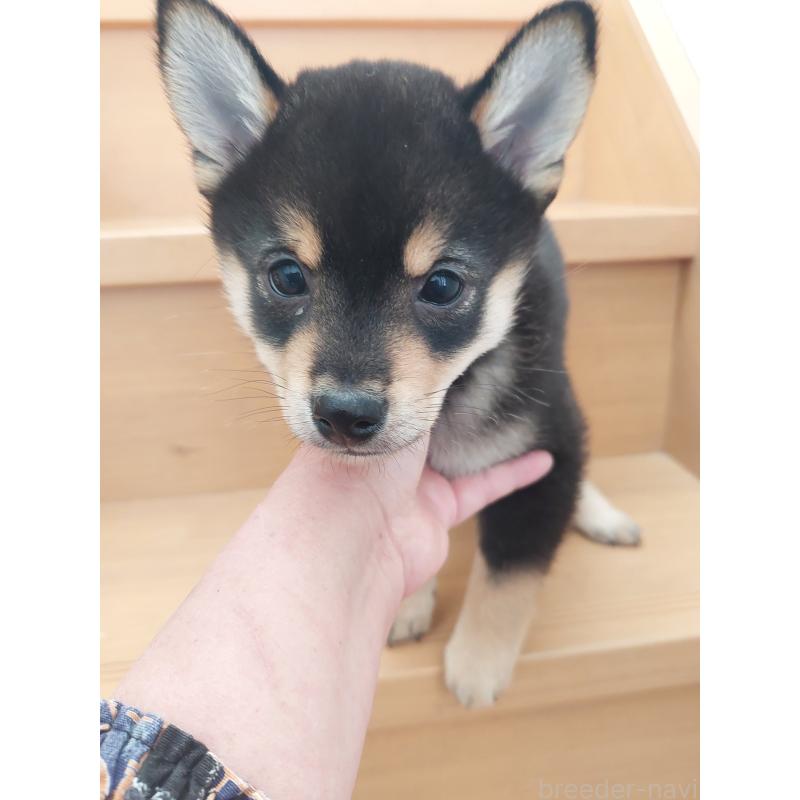 販売中の高知県の豆柴-434812の2枚目