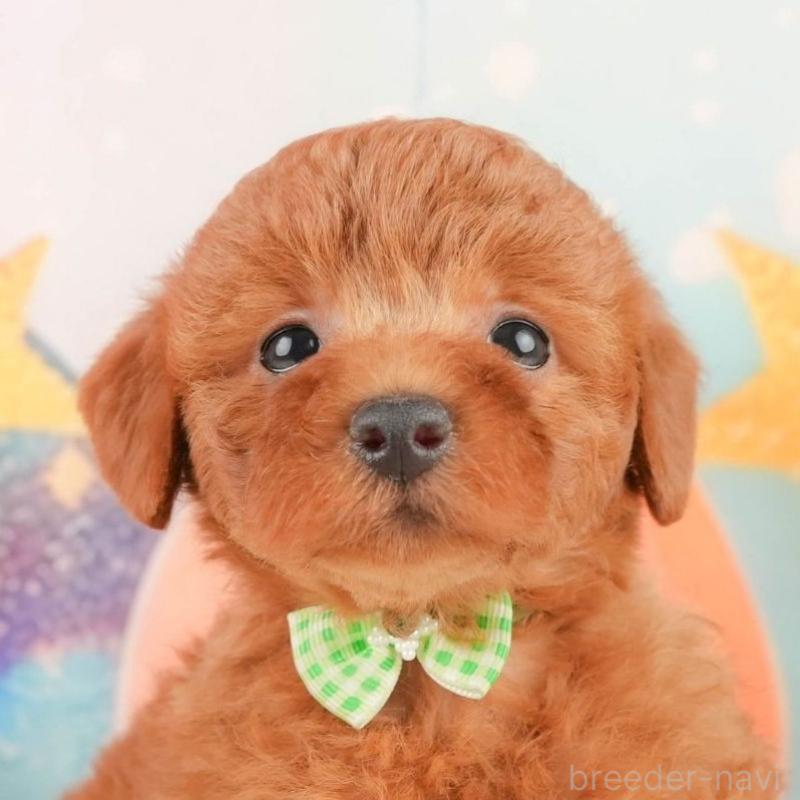 販売中の神奈川県のトイプードル-444861