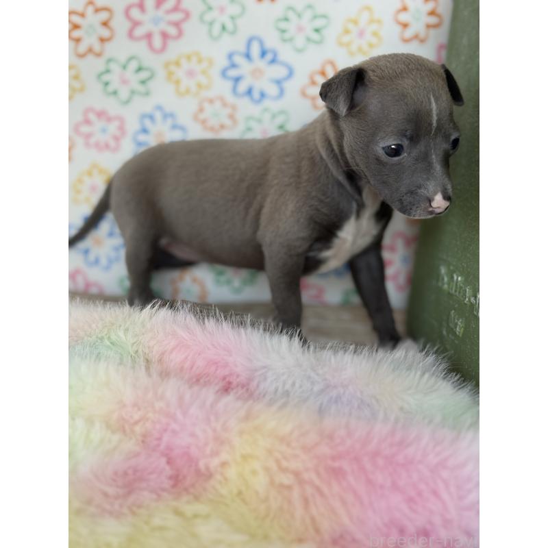 販売中の宮崎県のイタリアングレーハウンド(イタグレ)-442638の6枚目