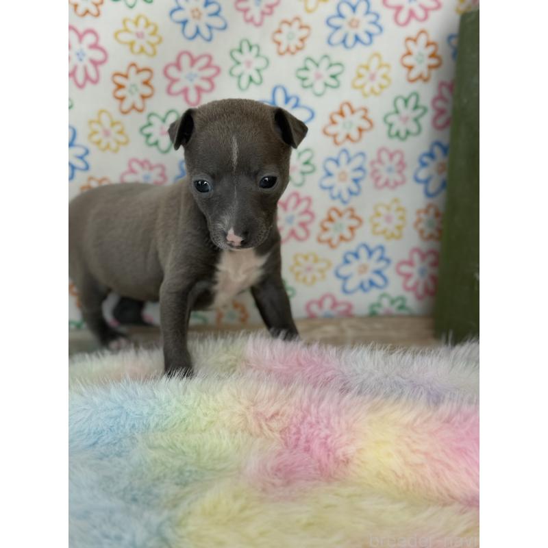 販売中の宮崎県のイタリアングレーハウンド(イタグレ)-442638の5枚目