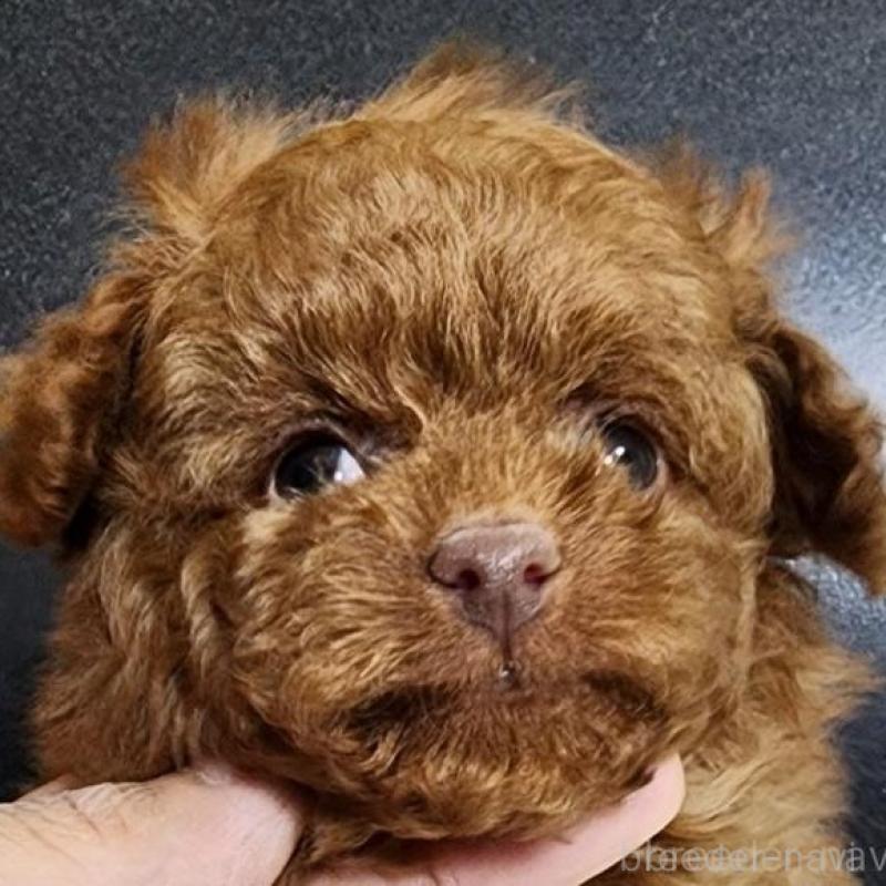 販売中の群馬県のトイプードル-444865の4枚目