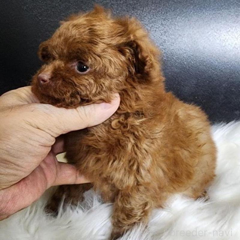 販売中の群馬県のトイプードル-444865の3枚目