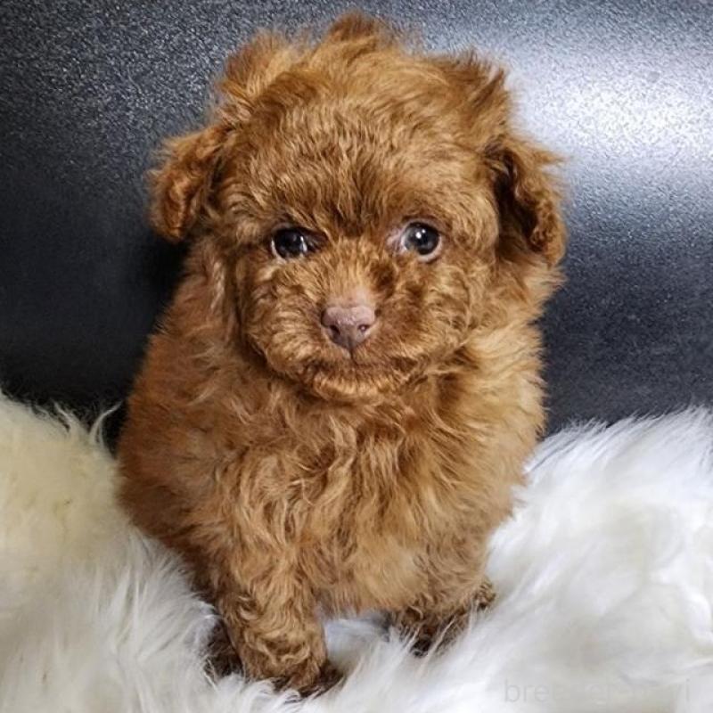 販売中の群馬県のトイプードル-444865の2枚目