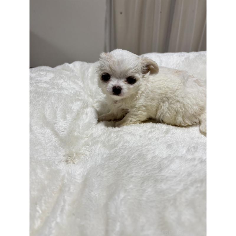 販売中の千葉県のチワワ(ロングコート)-444866の10枚目