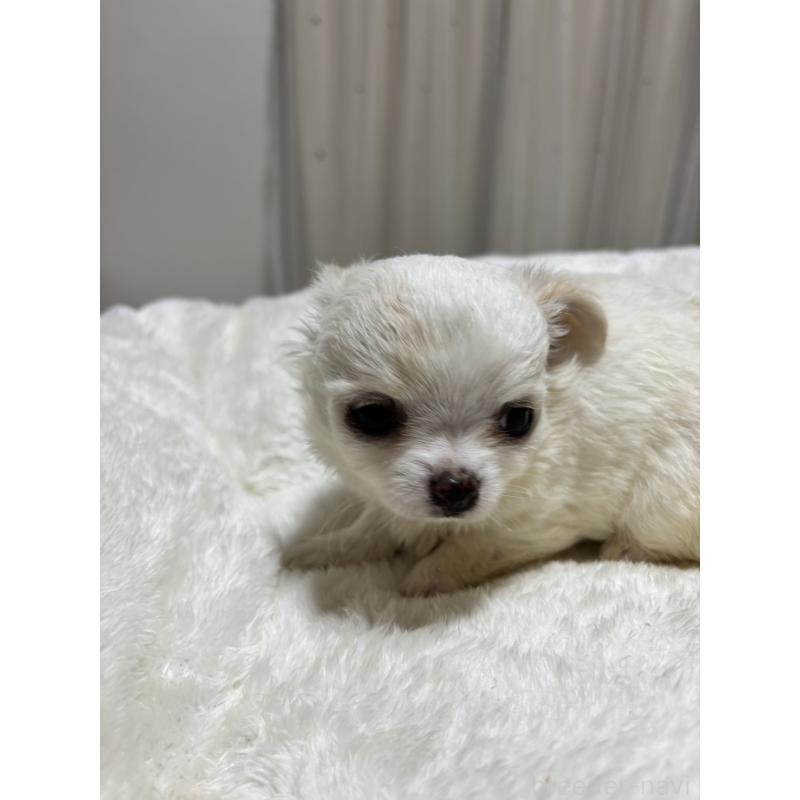 販売中の千葉県のチワワ(ロングコート)-444866の9枚目