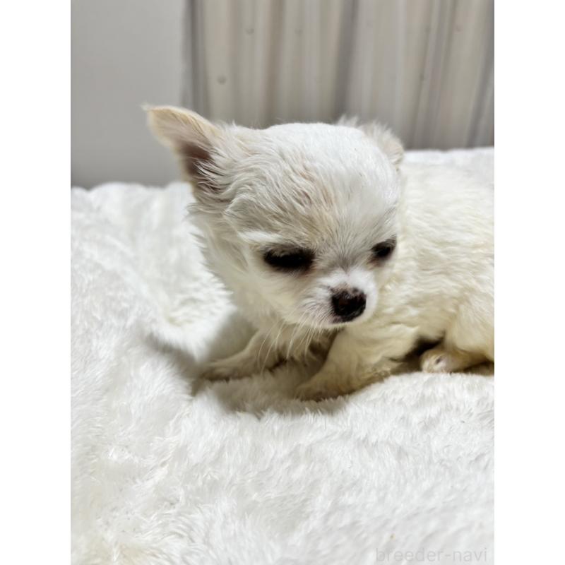 販売中の千葉県のチワワ(ロングコート)-444866の8枚目