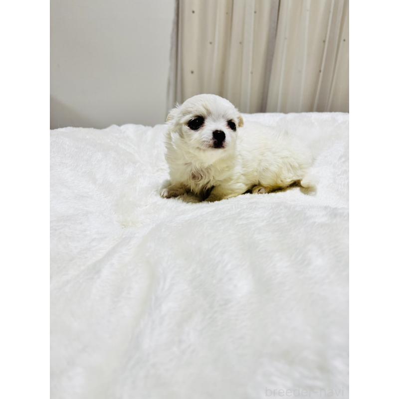 販売中の千葉県のチワワ(ロングコート)-444866の7枚目