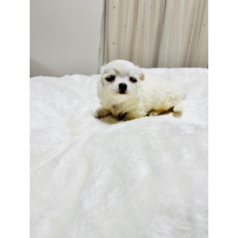 販売中の千葉県のチワワ(ロングコート)-444866の6枚目