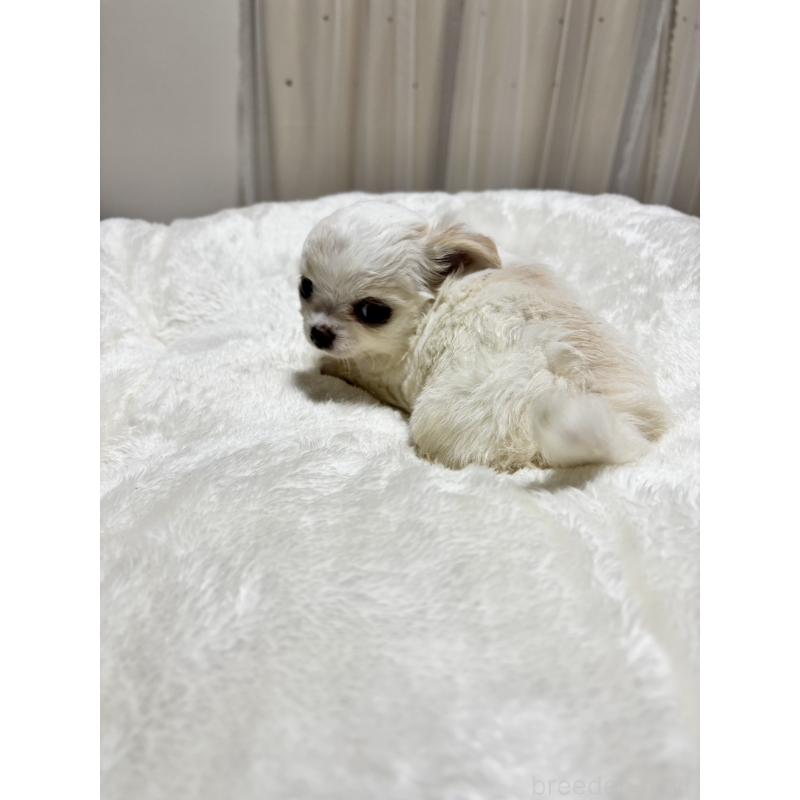 販売中の千葉県のチワワ(ロングコート)-444866の5枚目