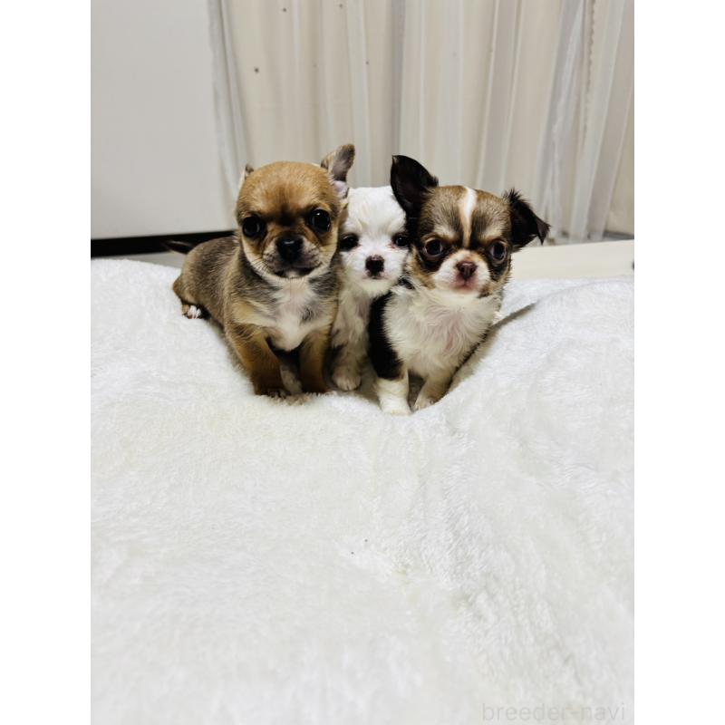 販売中の千葉県のチワワ(ロングコート)-444866の3枚目