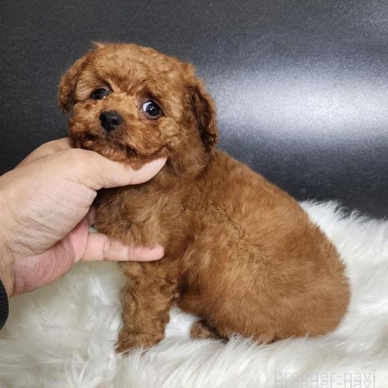 販売中の群馬県のトイプードル-444872の5枚目