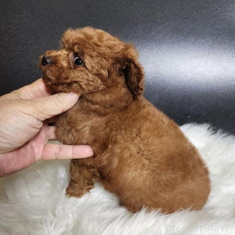 販売中の群馬県のトイプードル-444872の4枚目