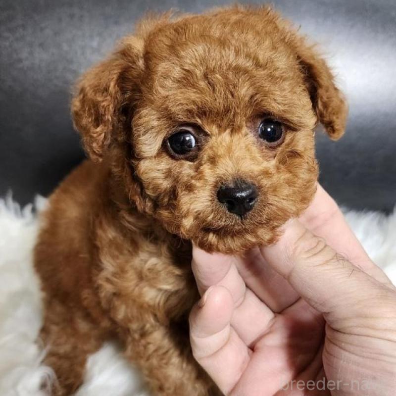 販売中の群馬県のトイプードル-444872