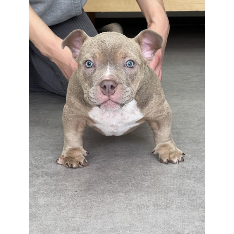 販売中の大阪府のエキゾチックブリー-435035