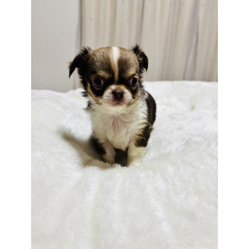 販売中の千葉県のチワワ(ロングコート)-444868の9枚目