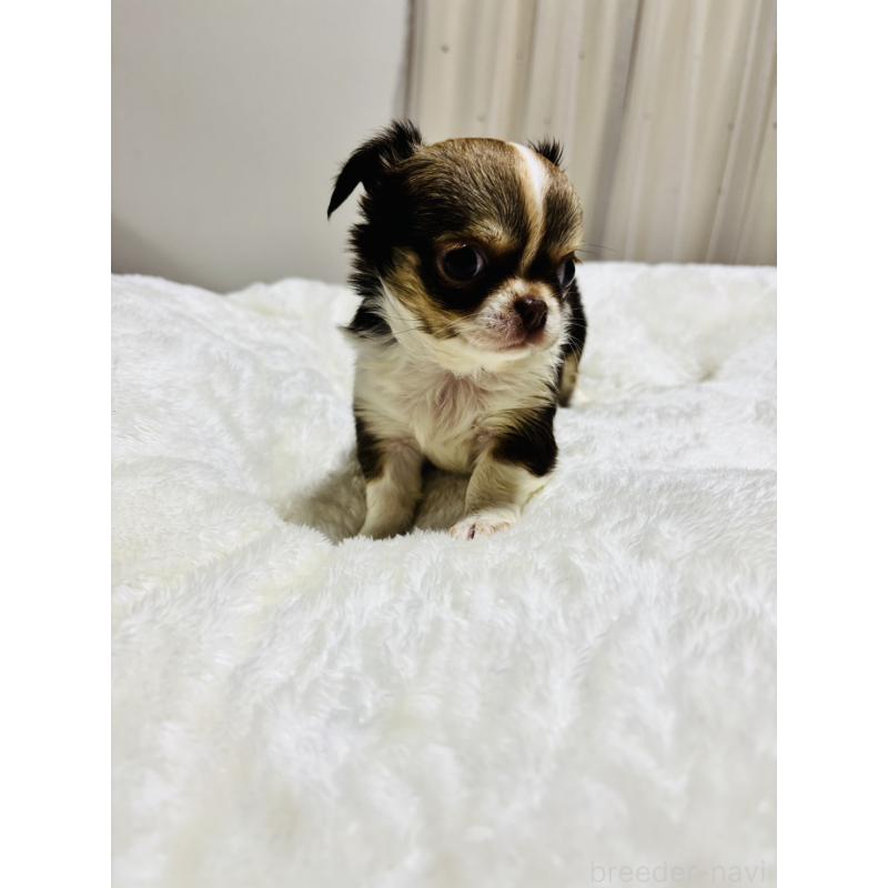 販売中の千葉県のチワワ(ロングコート)-444868の8枚目