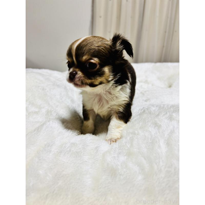 販売中の千葉県のチワワ(ロングコート)-444868の6枚目