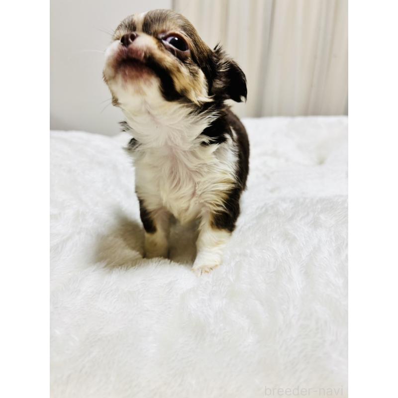 販売中の千葉県のチワワ(ロングコート)-444868の5枚目