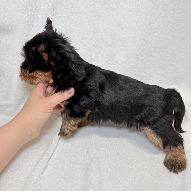 販売中の東京都のヨークシャーテリア-444869の9枚目