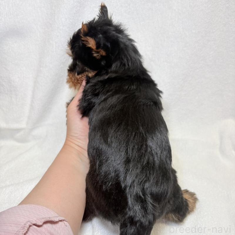 販売中の東京都のヨークシャーテリア-444869の8枚目