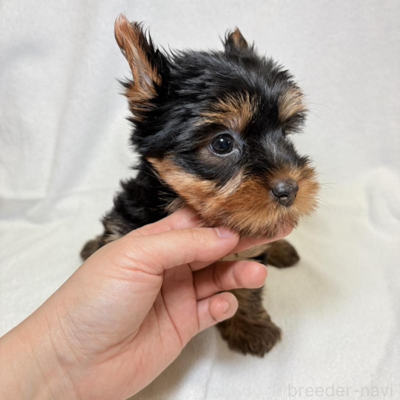 販売中の東京都のヨークシャーテリア-444869の7枚目
