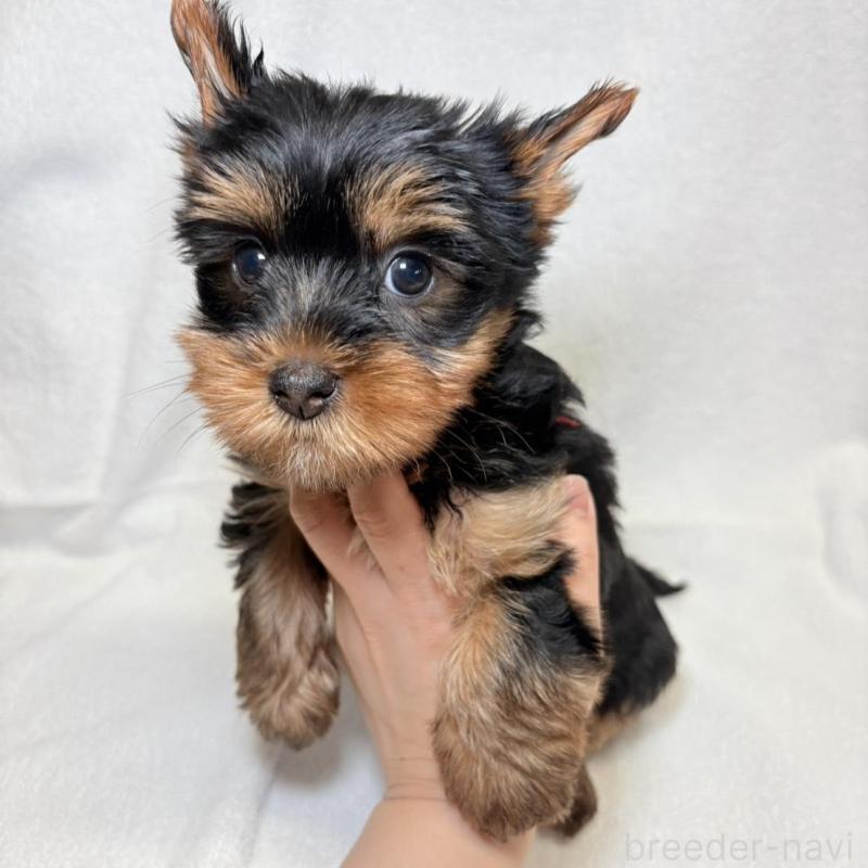 販売中の東京都のヨークシャーテリア-444869の6枚目