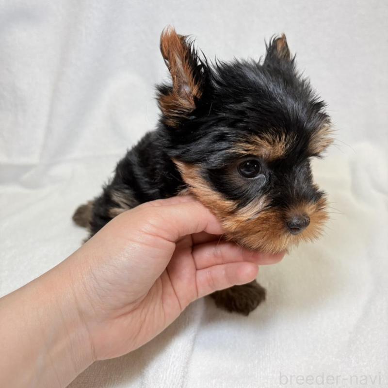 販売中の東京都のヨークシャーテリア-444869の5枚目