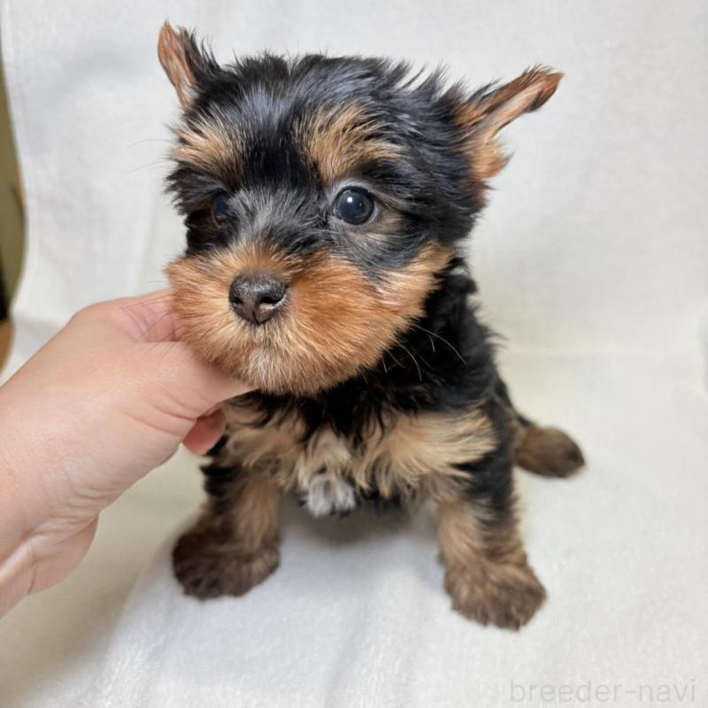 販売中の東京都のヨークシャーテリア-444869の3枚目