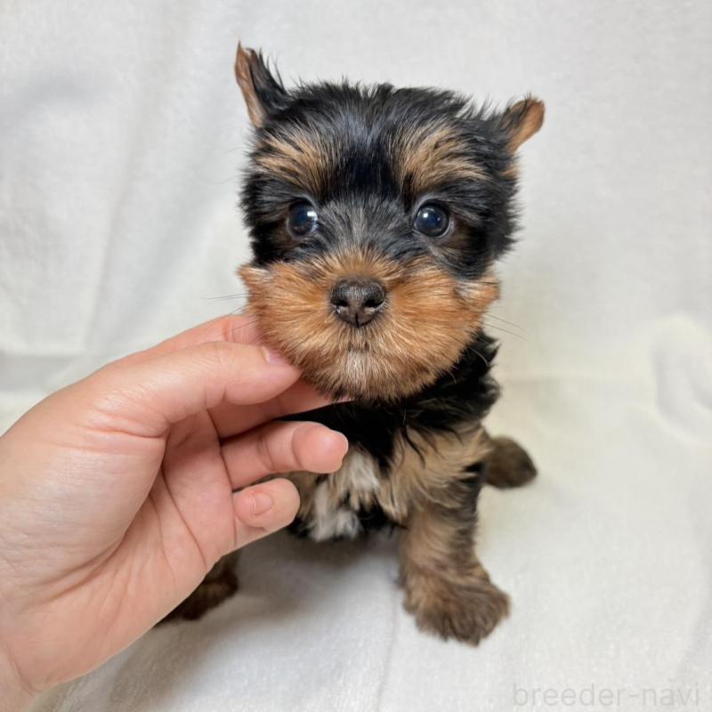 販売中の東京都のヨークシャーテリア-444869の2枚目