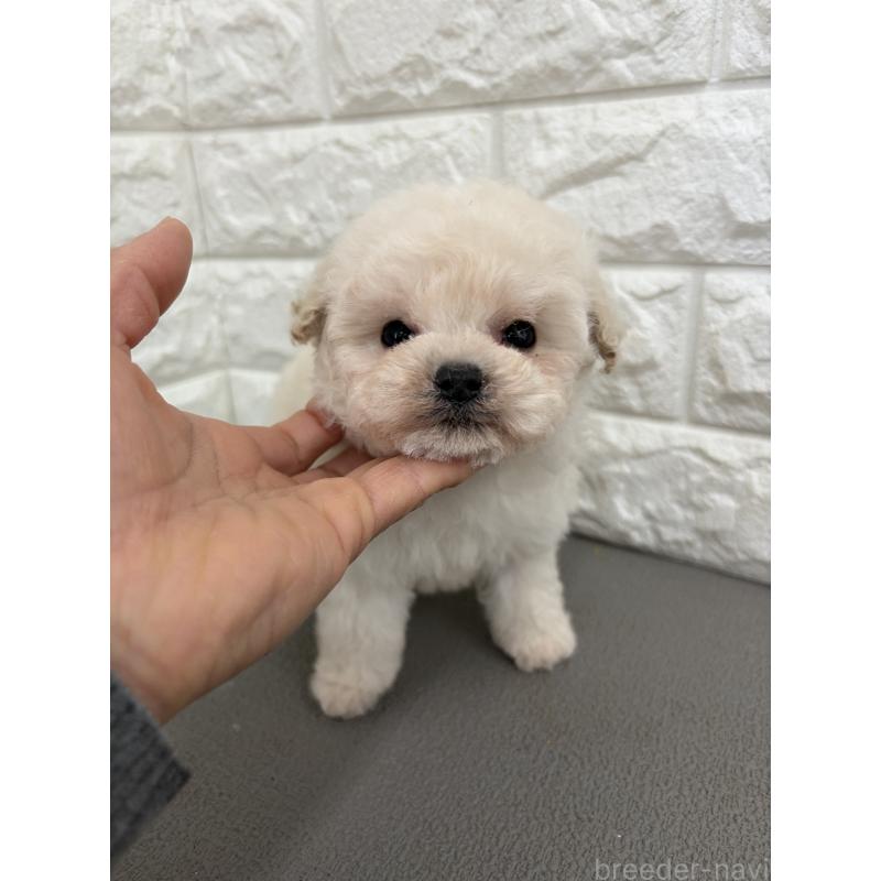 販売中の熊本県のティーカッププードル-444870の3枚目