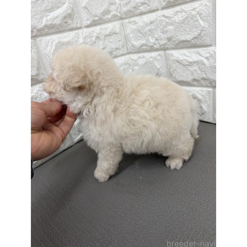 販売中の熊本県のティーカッププードル-444870の2枚目