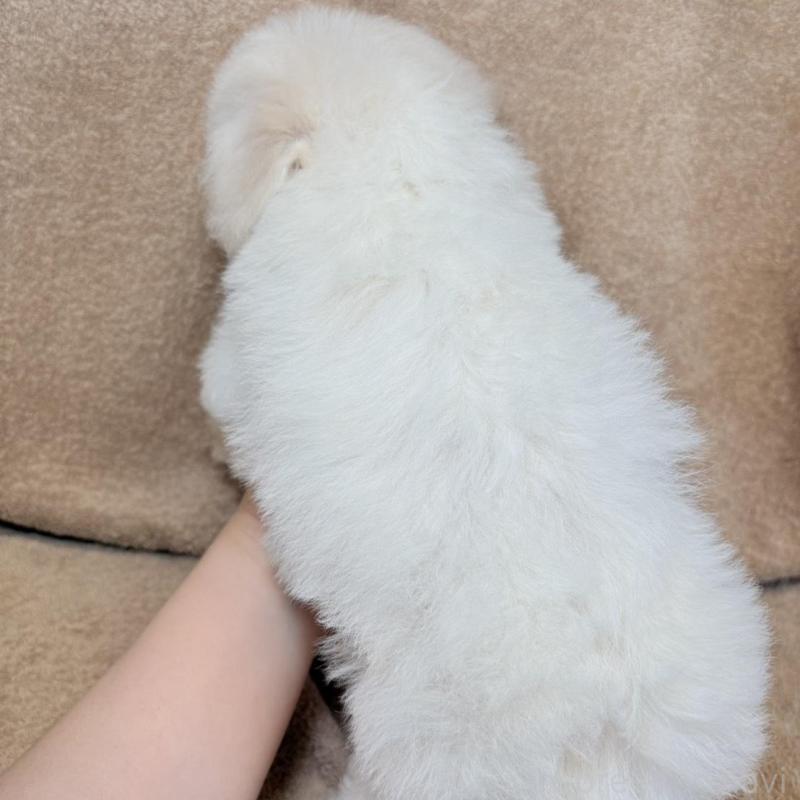 販売中の東京都のビションフリーゼ-444873の11枚目