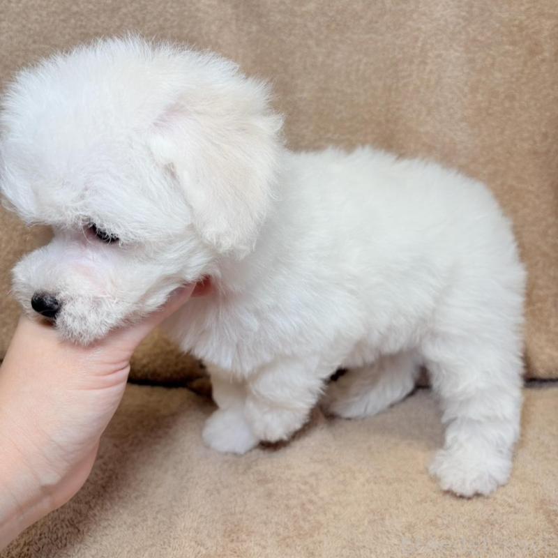 販売中の東京都のビションフリーゼ-444873の10枚目