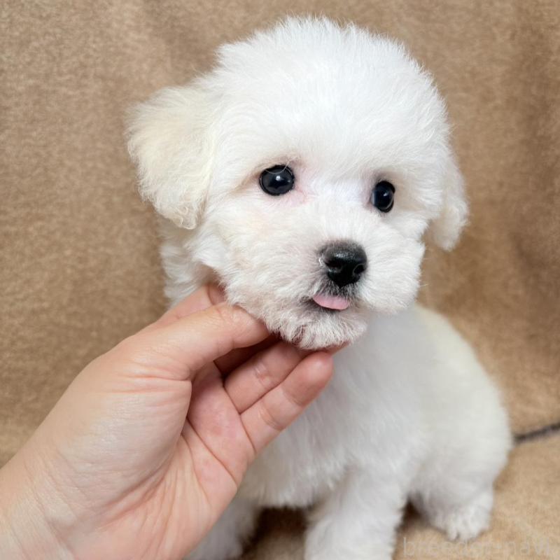 販売中の東京都のビションフリーゼ-444873の8枚目