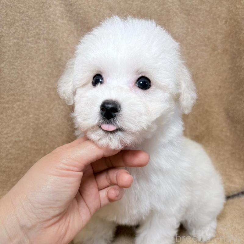 販売中の東京都のビションフリーゼ-444873の7枚目