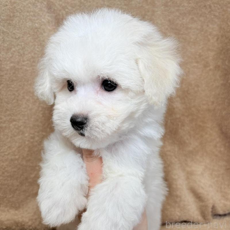 販売中の東京都のビションフリーゼ-444873の6枚目