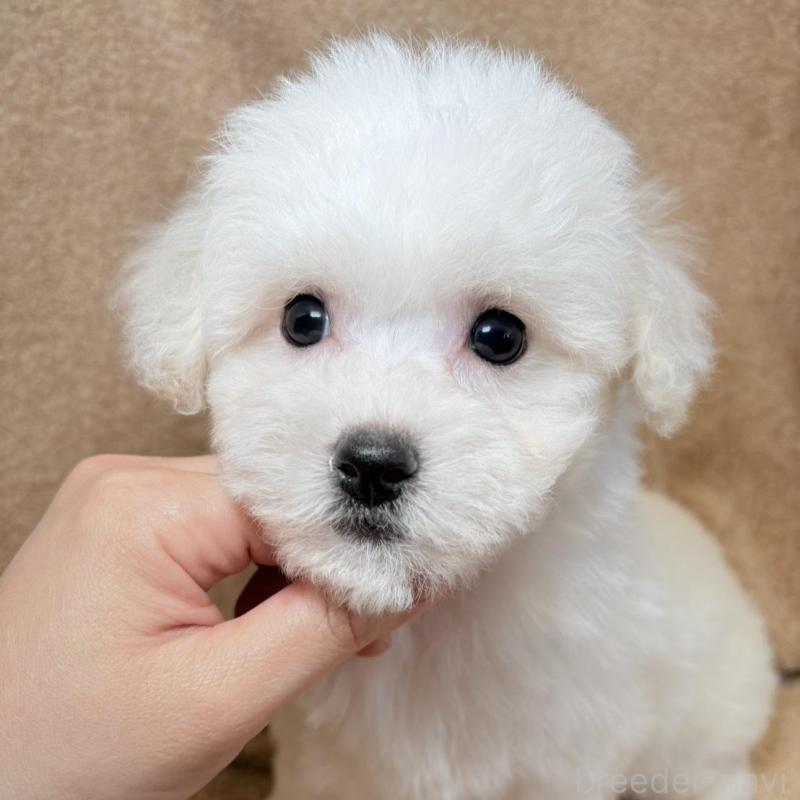 販売中の東京都のビションフリーゼ-444873の5枚目