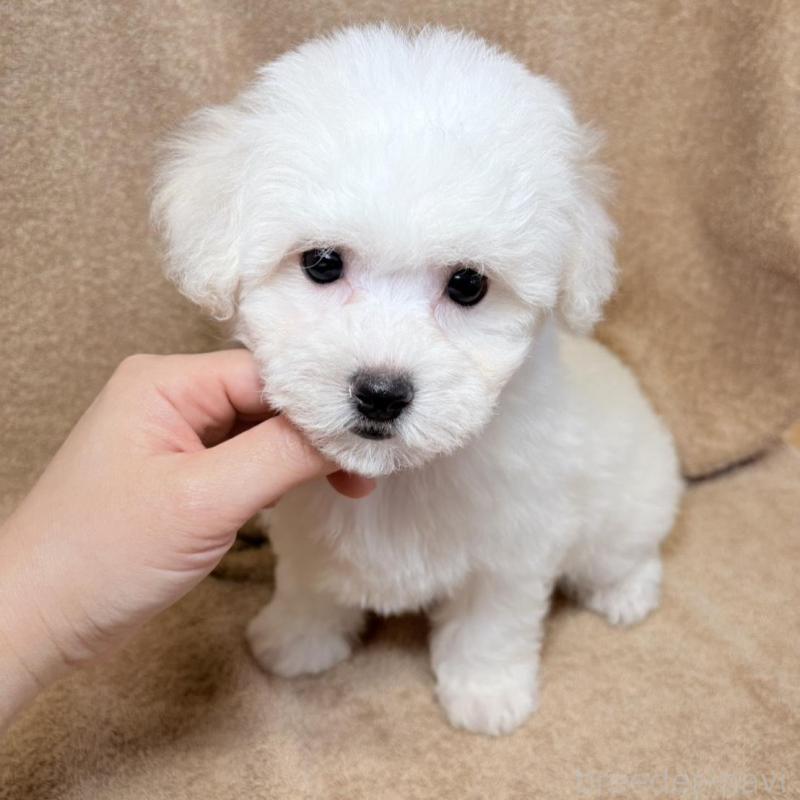 販売中の東京都のビションフリーゼ-444873の4枚目