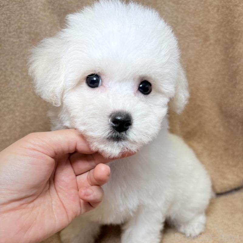 販売中の東京都のビションフリーゼ-444873の2枚目