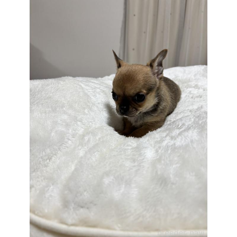 販売中の千葉県のチワワ(スムースコート)-444874の10枚目