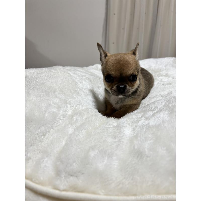 販売中の千葉県のチワワ(スムースコート)-444874の9枚目