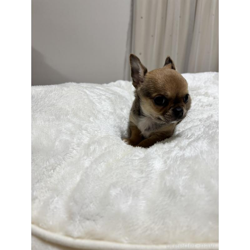 販売中の千葉県のチワワ(スムースコート)-444874の8枚目