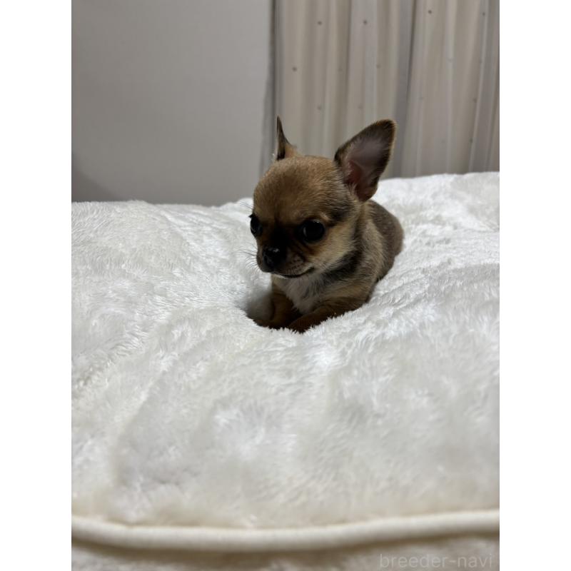 販売中の千葉県のチワワ(スムースコート)-444874の6枚目