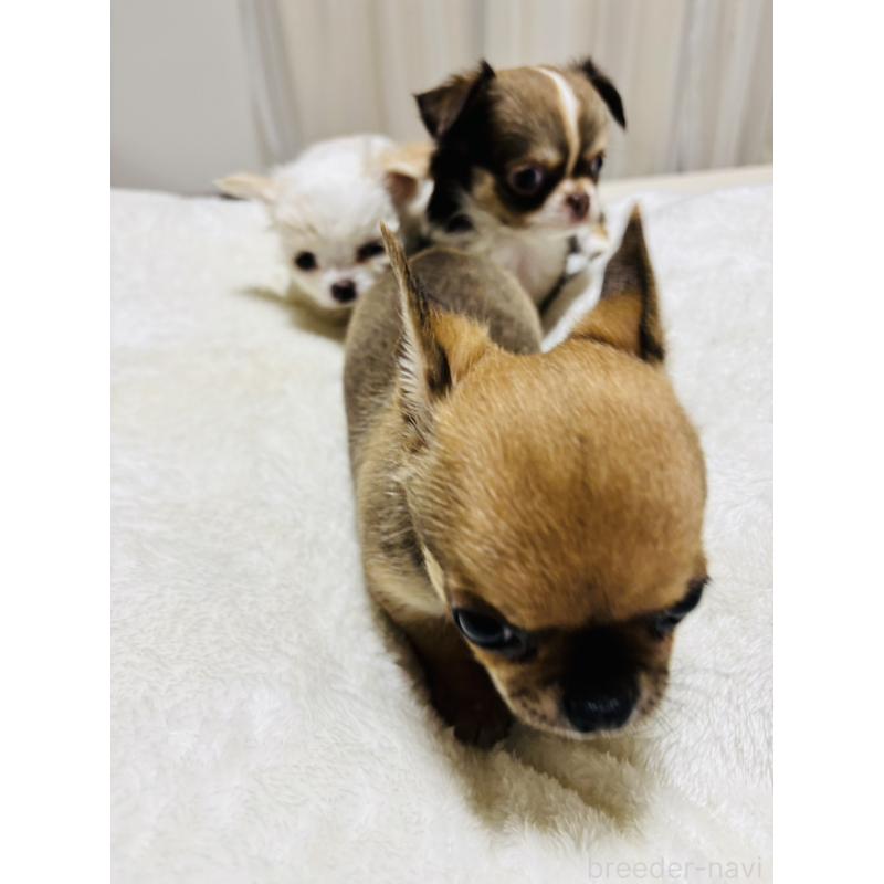 販売中の千葉県のチワワ(スムースコート)-444874の4枚目