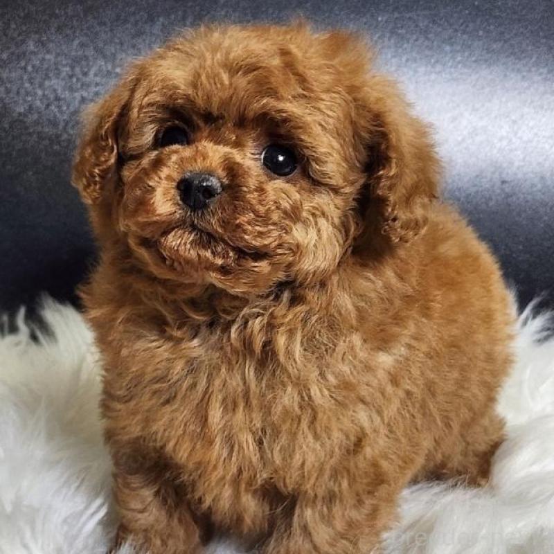 販売中の群馬県のトイプードル-444875の4枚目