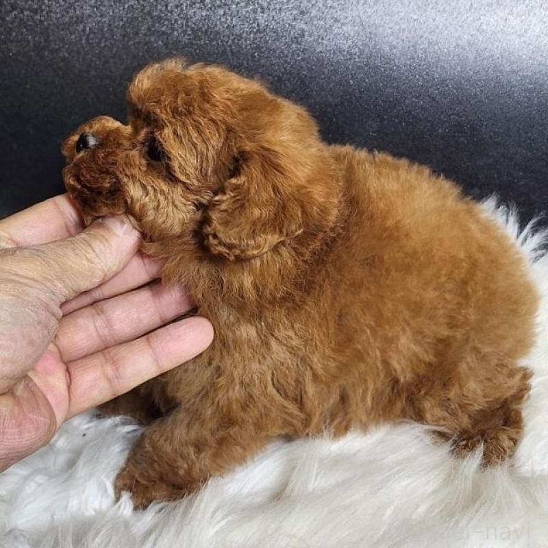 販売中の群馬県のトイプードル-444875の3枚目